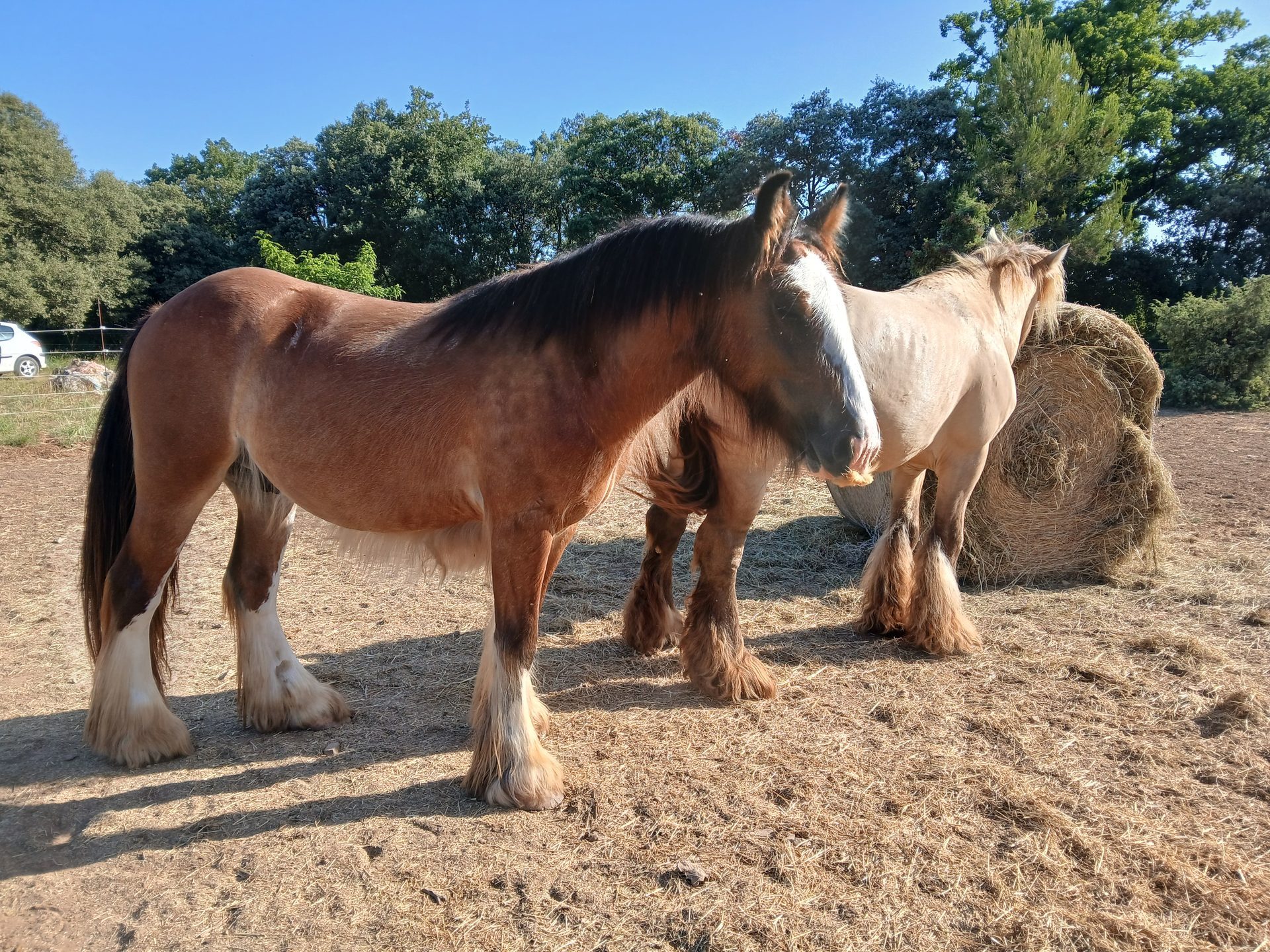 Nashi — Hongre Irish Cob